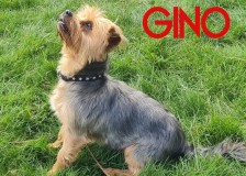 Gino