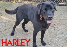 Harley