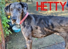 Hetty-3