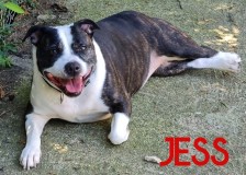 Jess