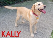 Kally