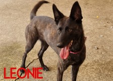 Leonie