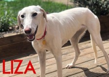 Liza