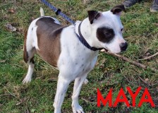 Maya