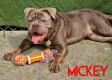 Mickey