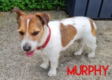 Murphy