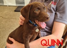 Quinn