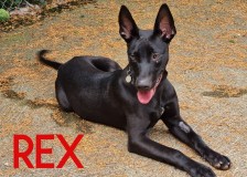 Rex-2