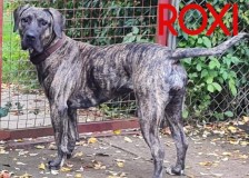 Roxi