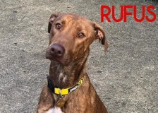 Rufus