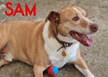 Sam
