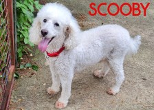 Scooby