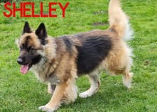 Shelley