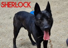 Sherlock