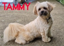Tammy