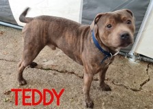 Teddy