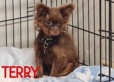 Tiny-Terry