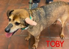 Toby