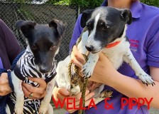 Wella-and-Pippy