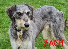 Zach