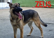 Zeus