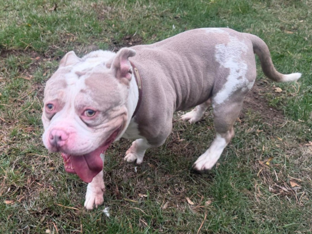Spud, a 6 years old male Bulldog available for adoption from Three Counties Dog Rescue in Lincolnshire