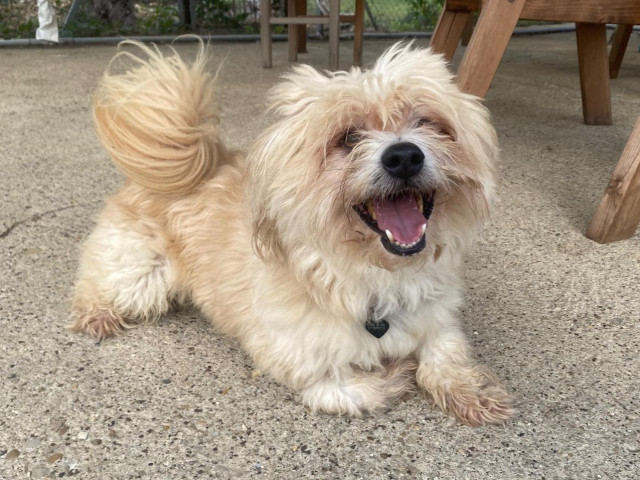 Stormzy, a 8 years old male Pomeranian X Maltese available for adoption from Three Counties Dog Rescue in Lincolnshire