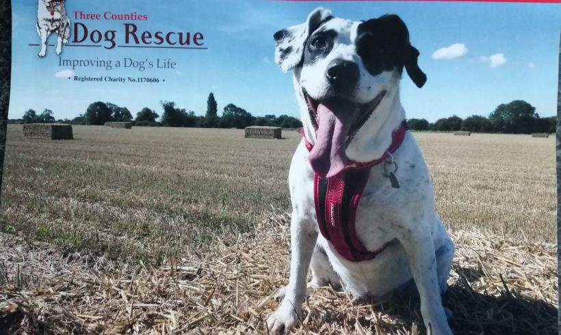 Three counties Dog Rescue Calendar