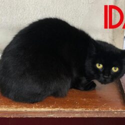 Ida