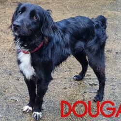 Dougal