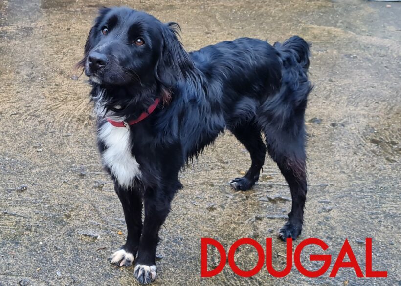 Dougal