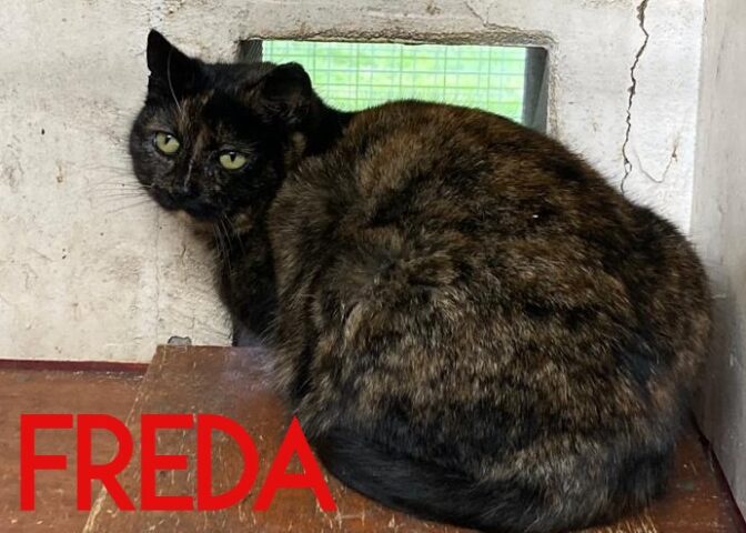 Freda