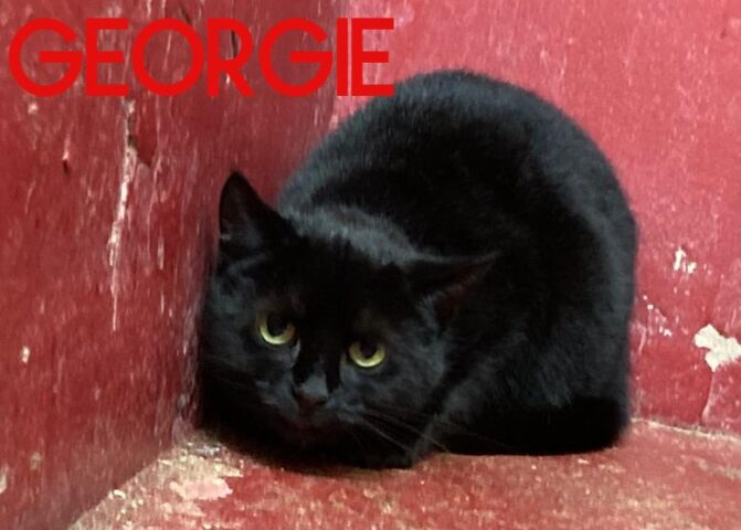 Georgie