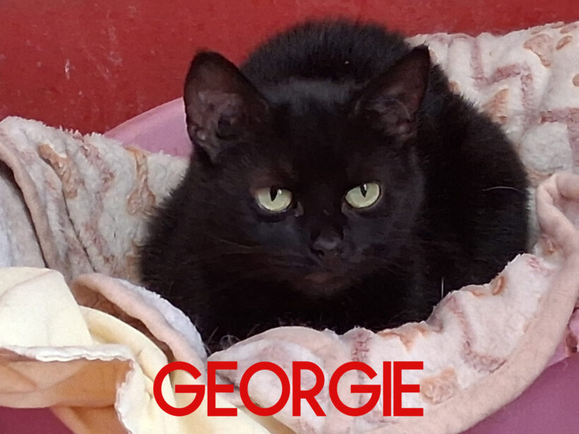 Georgie