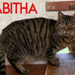 Tabitha