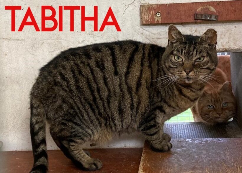 Tabitha