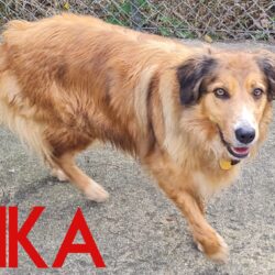 Tika