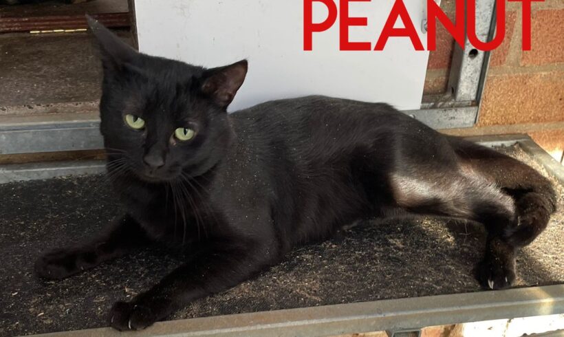 Peanut