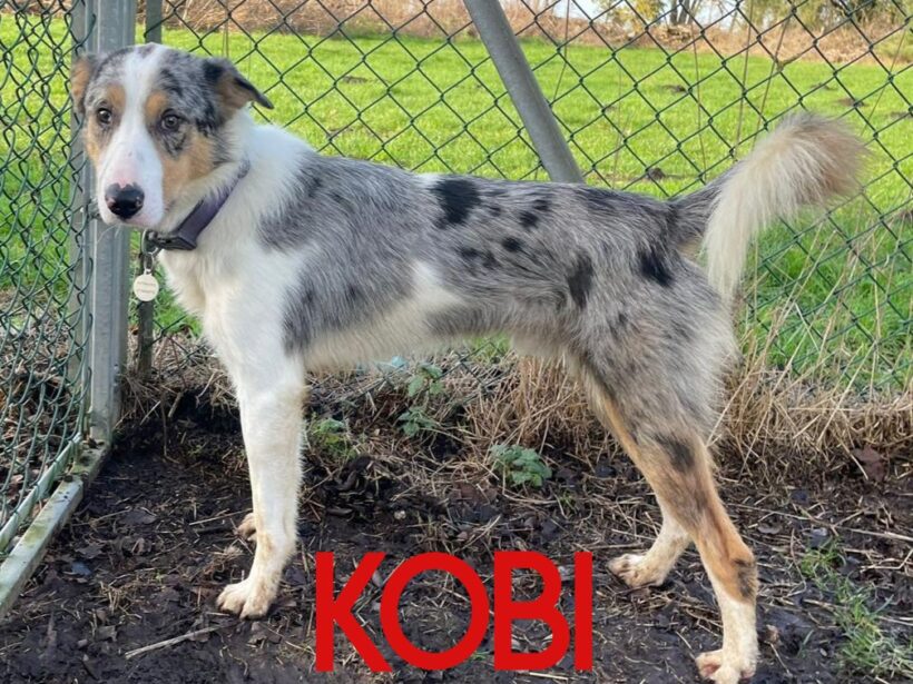 Kobi