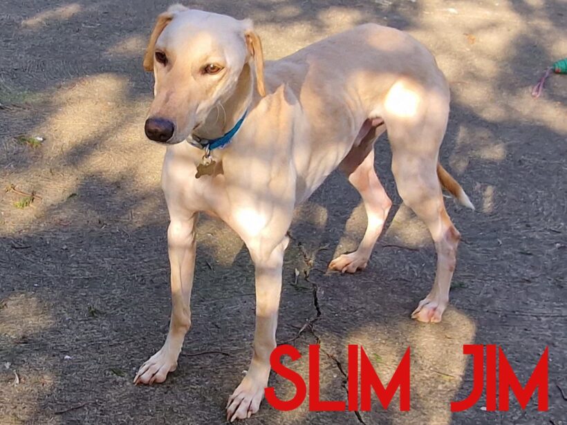 Slim Jim