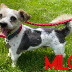 Milo