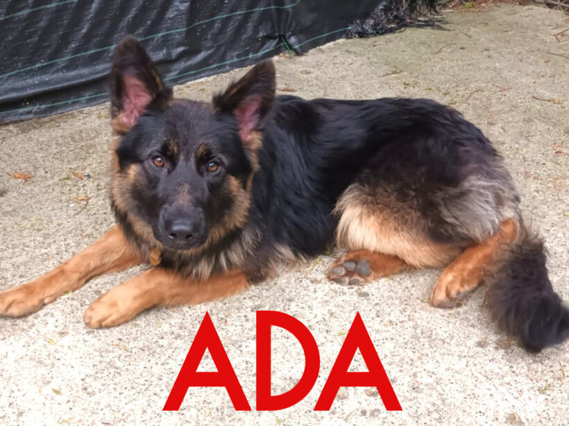 Ada dog deals