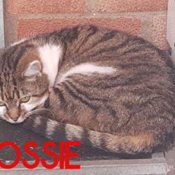 Rossie