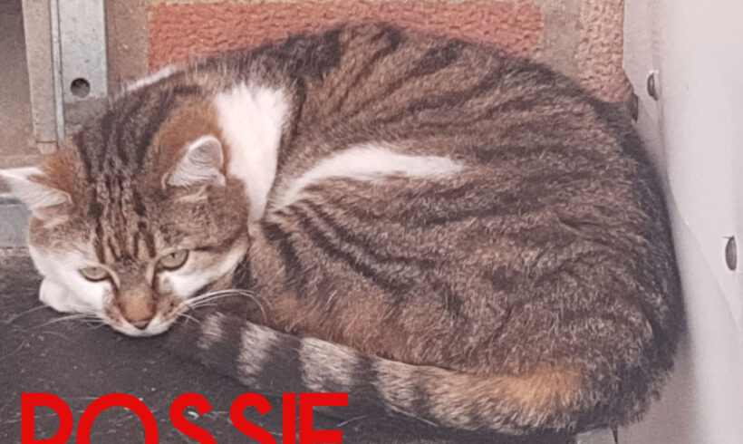 Rossie