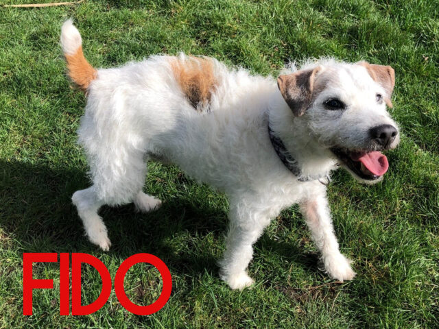 Fido 22nd March(57)