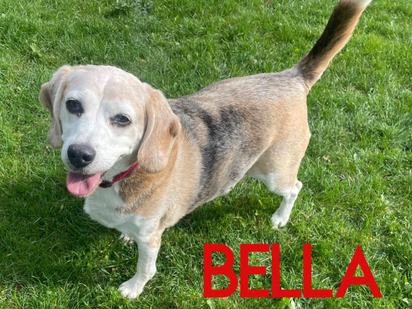 Bella