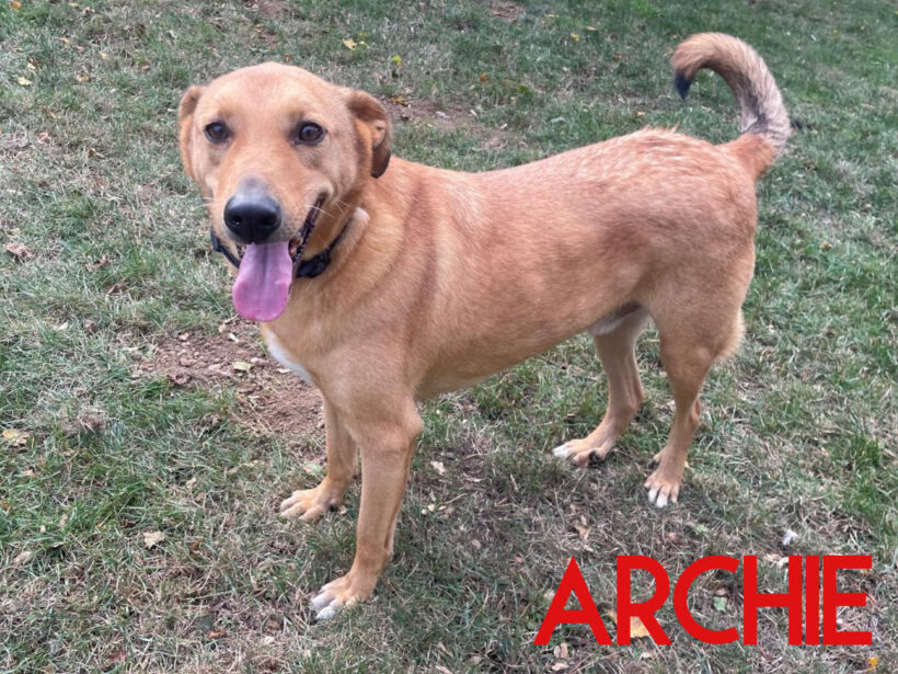 Archie