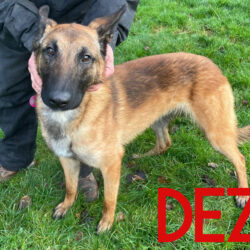 Dezi