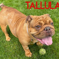 Tallulah