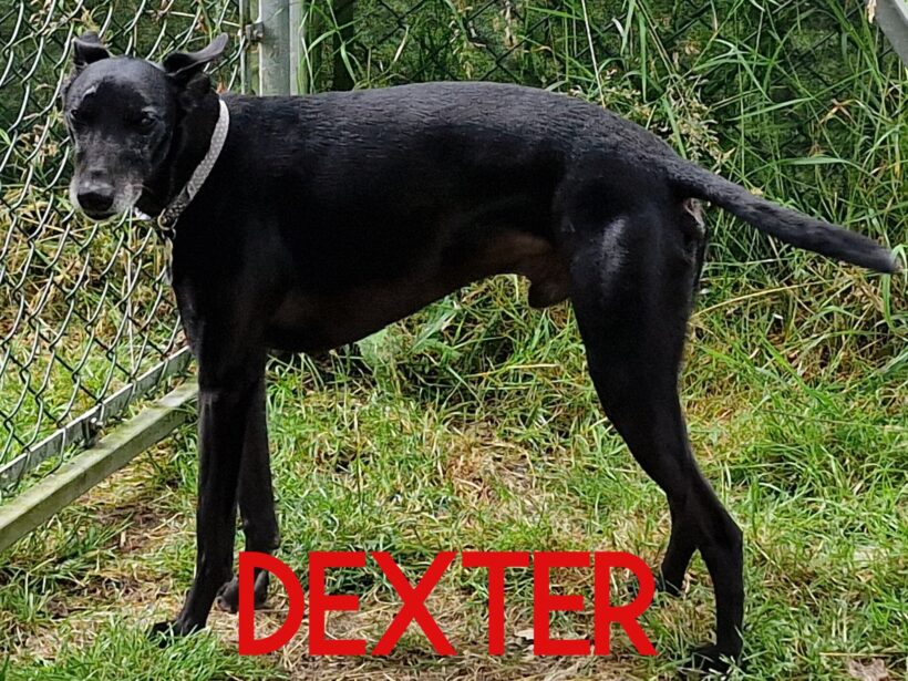 Dexter